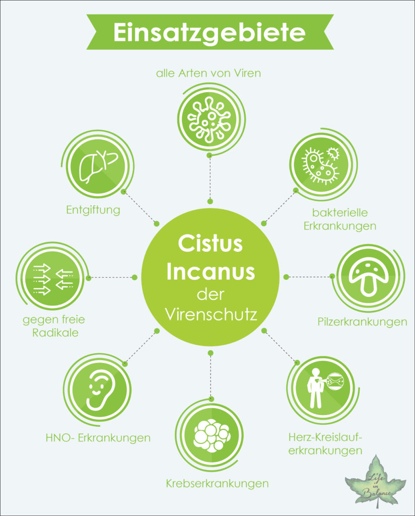 Einsatzgebiete Cistus Incanus 824x1024 - Welches sind die Heilwirkungen von Cistus Incanus?