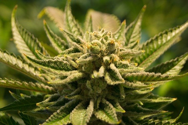 cannabis - Cannabis Entzug