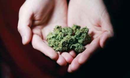 Cannabis Legalisierung – dies gilt es bei der Einnahme von Cannabis zu beachten